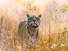 Tiger in Kanha National Park, India