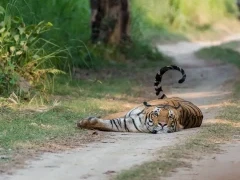 Tiger in India