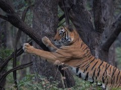 Tiger in Ranthambhore National Park, India.