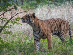 Tiger in Ranthambhore National Park, India.