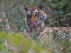 Tiger in Ranthambhore National Park, India.