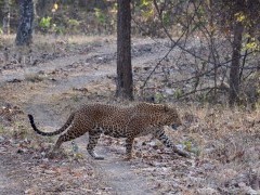 Leopard in India.
