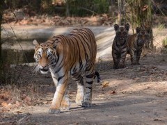 Tiger and cubs in India.