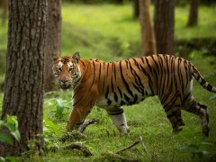 Tiger in Nagarhole National Park, India
