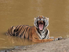 Tiger in Nagarhole National Park, India.