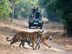 Tigress and cub in India.