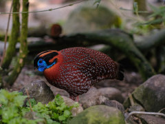 Tragopan satyr pheasant in India