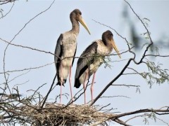 Juvenile painted storks in Okhla Bird Sanctuary, India