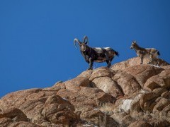 Asiatic ibex in Ulley Valley, India.