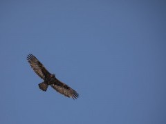 Golden eagle in flight over Ulley Valley in India.