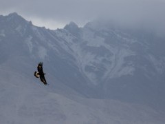 Golden eagle in flight over Ulley Valley in India.