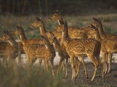 Chital in India.