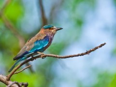 Indian roller in India.