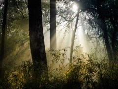 Light through bamboo forest in the Terai, India.