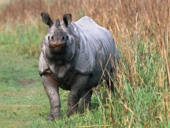 One-horned rhino in the Terai, India.