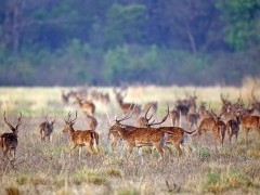 Spotted deer in the Terai, India.
