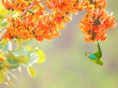 Vernal hanging parrot in India