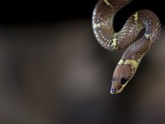 Common wolf snake in Western Ghats, India