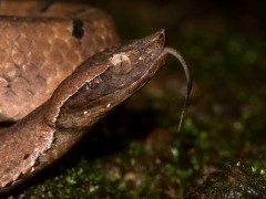 Hump-nosed pit viper in Western Ghats, India