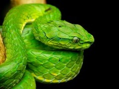 Large scaled pit viper in Western Ghats, India