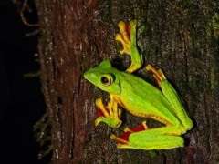 Malabar gliding frog in Western Ghats, India