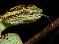 Malabar pit viper in Western Ghats, India