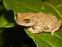 Raorchestes ponmudi frog in Western Ghats, India