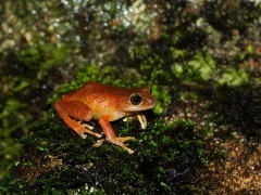 Raorchestes signatus in Western Ghats, India