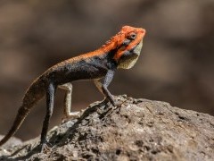 Roux's forest lizard in Western Ghats, India