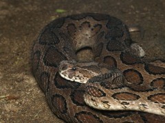 Russell's viper in Western Ghats, India