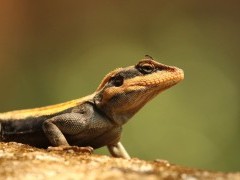 South Indian rock agama in Western Ghats, India