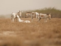 Asiatic wild ass in India