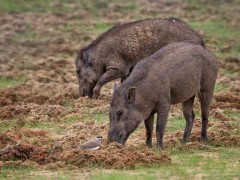 Wild boar in Southern India