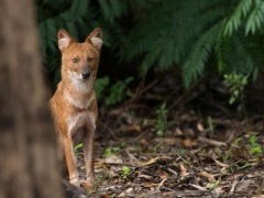 Indian wild dog in Kerala, India