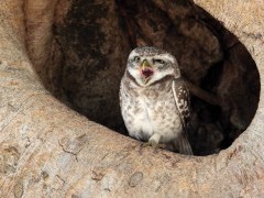 Spotted owl in Kanha National Park, India