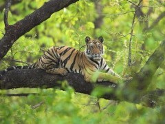 Tiger in Bandhavgarh National Park, India.