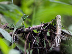 Green-crested lizard in Indonesia