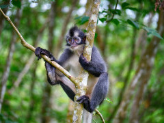 Thomas's leaf monkey in Indonesia