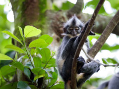 Thomas's leaf monkey in Indonesia
