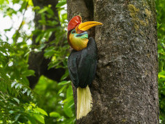 Knobbed hornbill in Indonesia.