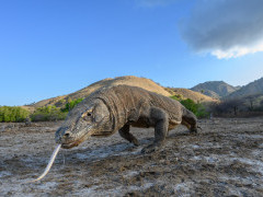 Komodo dragon in Indonesia.