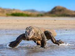 Komodo dragon in Indonesia.
