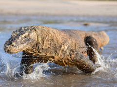 Komodo dragon in Indonesia.