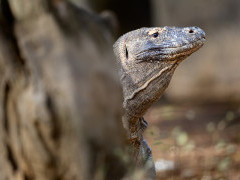 Komodo dragon in Indonesia.