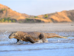 Komodo dragon in Indonesia.