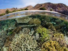 Coral reef in Komodo National Park, Indonesia