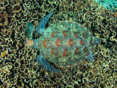 Green sea turtle in Indonesia