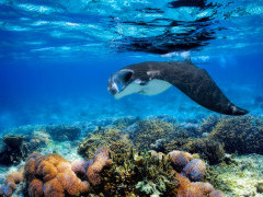 Manta ray in Komodo National Park, Indonesia