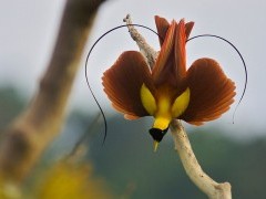 Magnificent bird of paradise in Raja Ampat, Indonesia