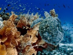Turtle in Raja Ampat, Indonesia